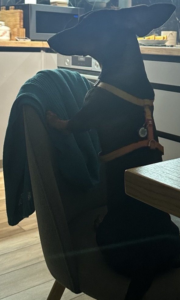 Вчора вийшов в сад, знайшов яблуко, приніс до хати і почав їсти.
#daily_dachshund