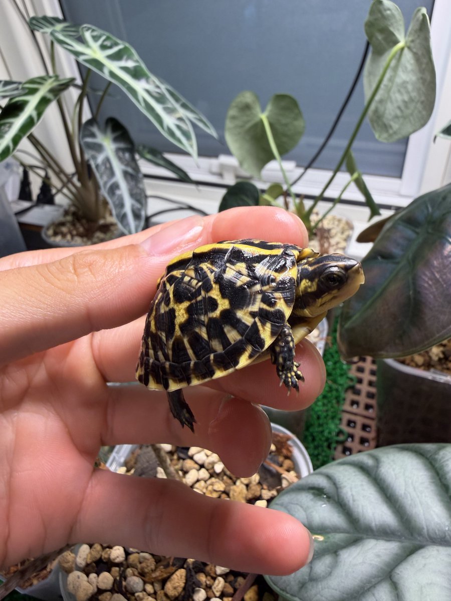 フロリダハコガメ