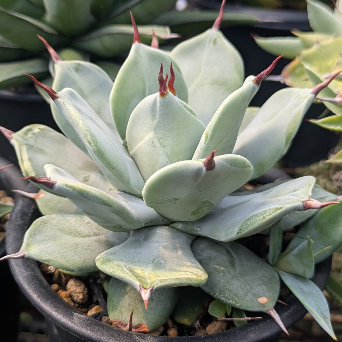 アガベ エクスパンサ カキ仔 アガベ』 【アメリカーナ ライムエッジ