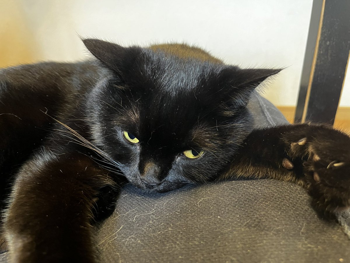 黒猫様 御専用 黒猫様 御専用 SUMMER SALE】黒猫根付 / 根付※専用豪華ボックス入り