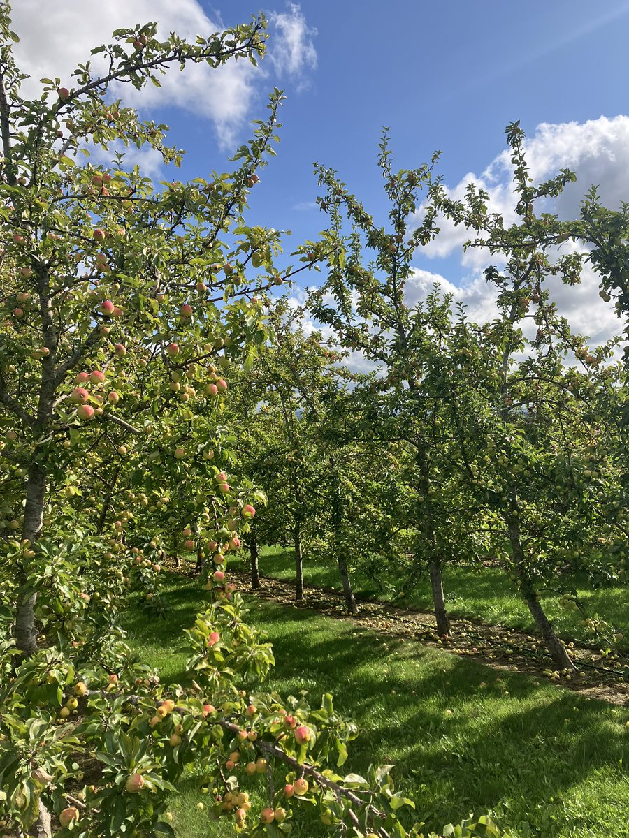 charlottebsmith's tweet image. Today’s office #cider
