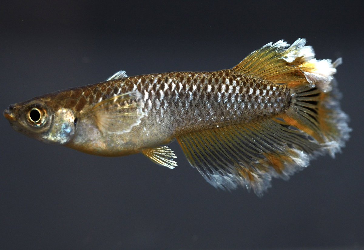 ヤフオク出品しました✨😊

#ヤフオク  #メダカ　

auctions.yahoo.co.jp/seller/7Vw7UNS…