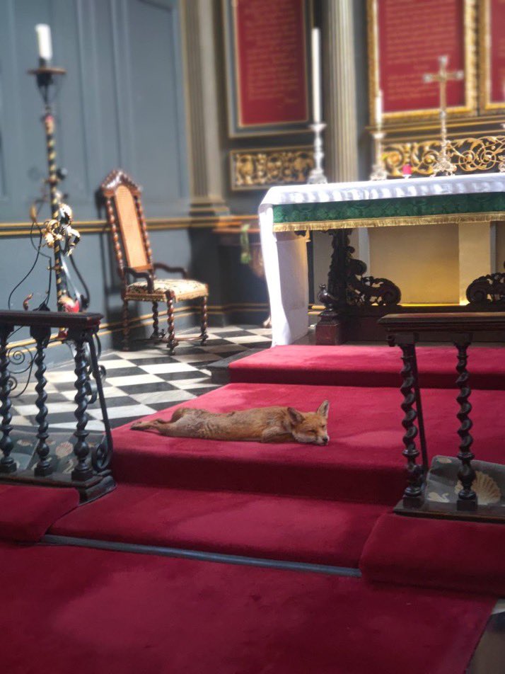 #FoxOfTheDay 🦊

This beautiful creature decided to spend a little time at St James Garlickhythe church in London—a historic Wren-designed gem where urban Foxes occasionally drop by. 

What a serene visitor! ❤️ 

Credit: <a href="/Garlickhythe/">StJamesGarlickhythe</a>.