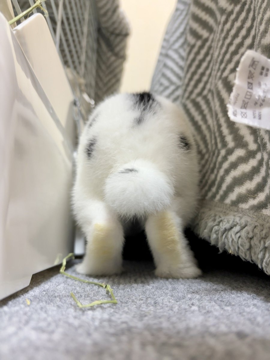うさぎさん 🧡めりー🧡 on X: 