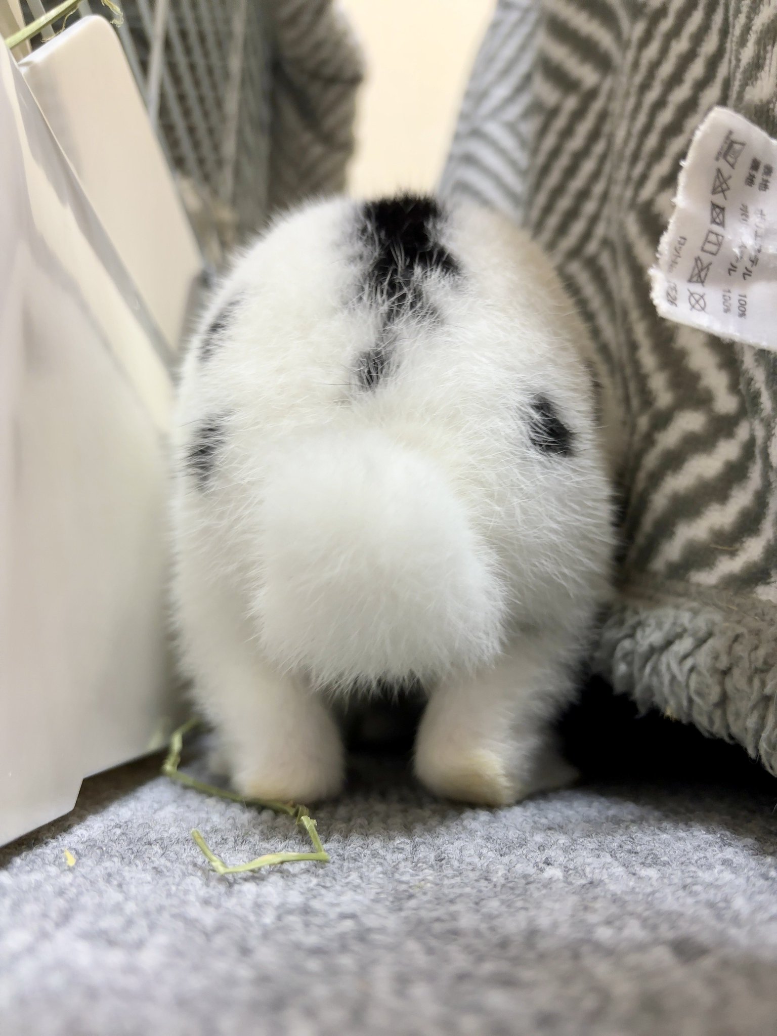 うさぎさん ivivi on X: 