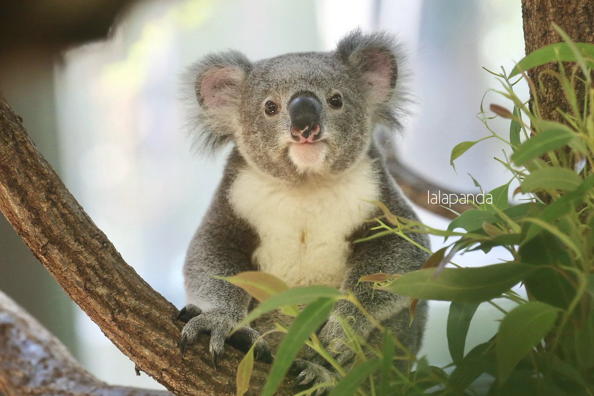 コアラ　他の方はご遠慮願います Koala Talk - Japanese Translation - Currumbin Wildlife Sanctuary