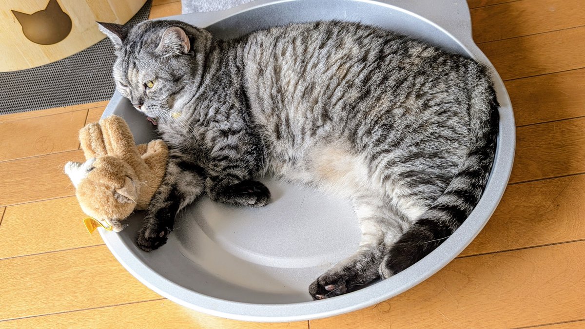 ねこさん① LivHeart ねこ肯定感 抱きまくら Lサイズ(さんま/かつお/まぐろ
