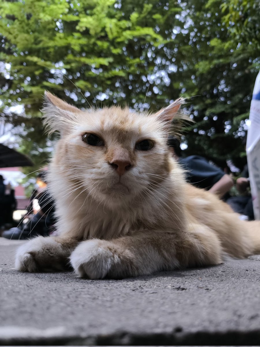 #HidupKucingYangMelawan