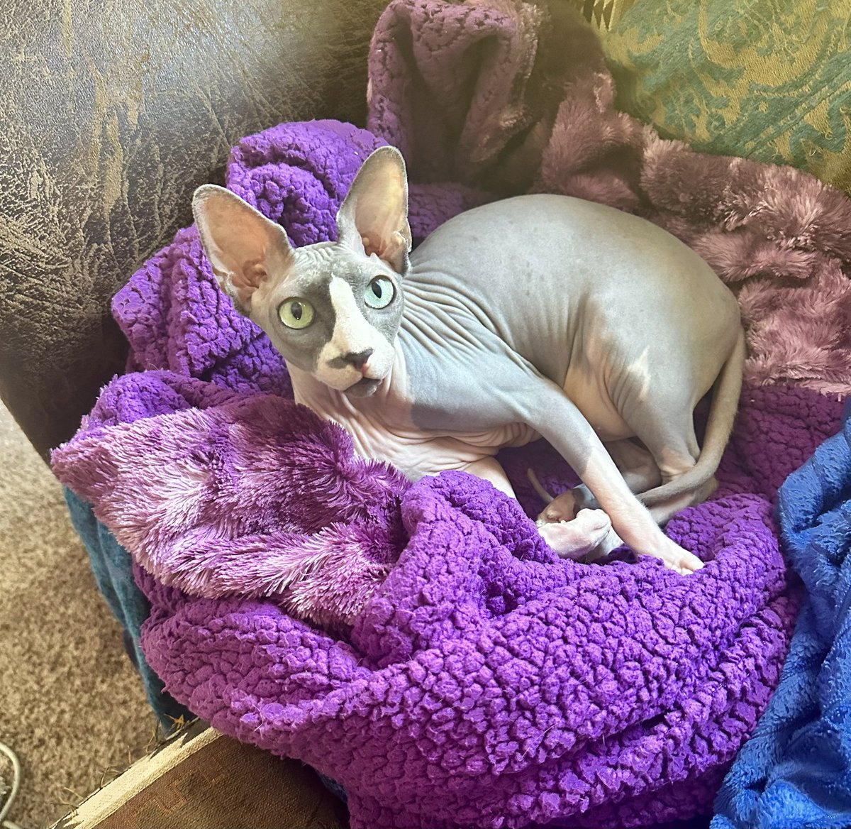 When you put a blanket down for a cat and the cat immediately climbs in and gets comfortable there, it feels sooooo validating. You just feel like, for once, you did something correctly, 😊.