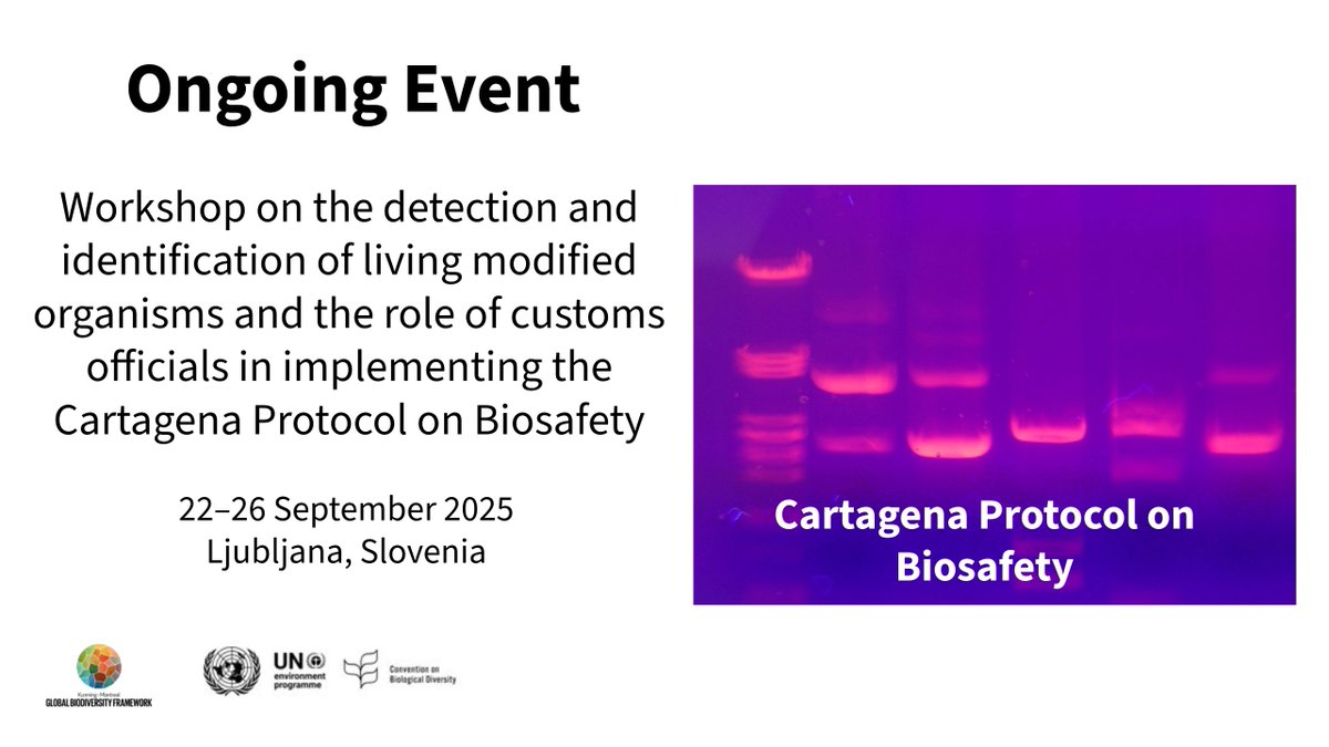 BCHCPB's tweet image. Ongoing meeting: Workshop on the detection and identification of living modified organisms (#LMOs) and the role of customs officials in implementing the Cartagena Protocol on #Biosafety - cbd.int/meetings/CP-DI…
@UNBiodiversity
@wadzanayi14
@SchomakerAstrid
#LMOs #GMOs