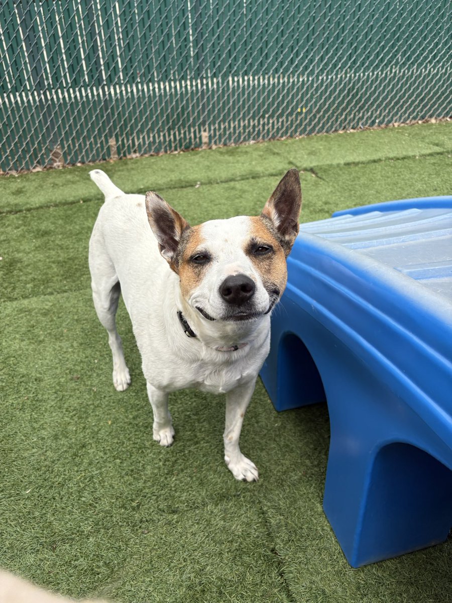 When your dog gives you 'the look'-you've clearly done nothing wrong... yet.