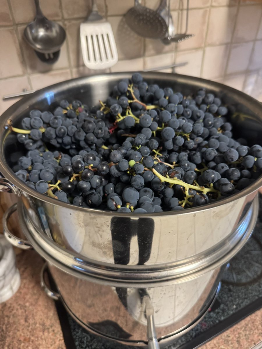 Härkätien rypälesatoa keräilen, upea sato tänä kesänä. Ensimmäinen erä menee mehustukseen!
#kuopio #suunnistus #orienteering #luonto #syksy