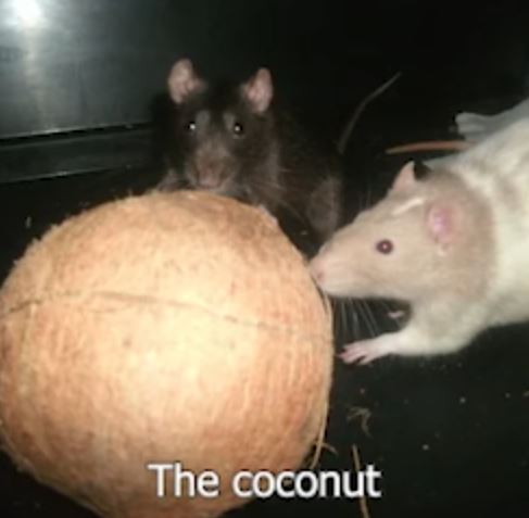The coconut