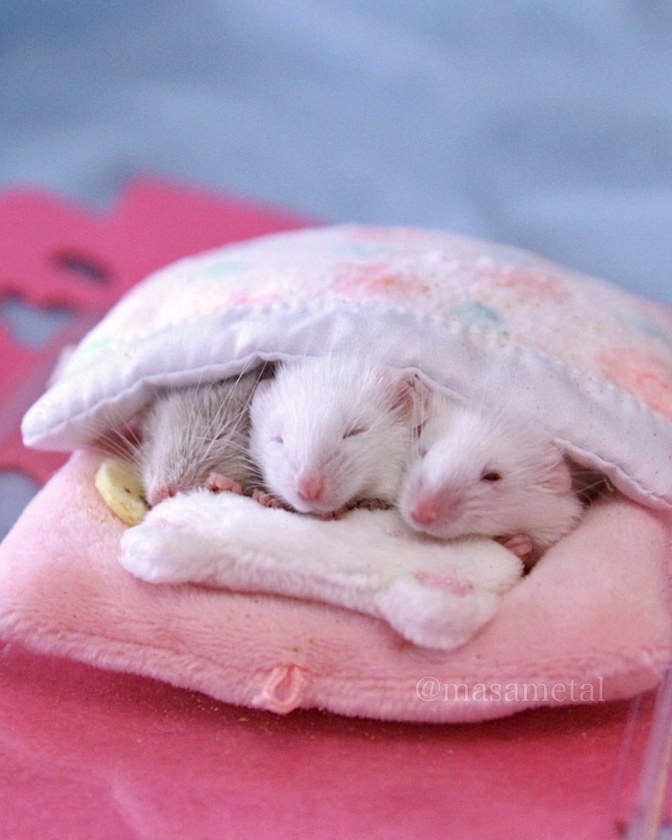 masametal's tweet image. 何回見ても可愛いネズミ達の寝姿

#mouse 
#お空のマウスちゃん