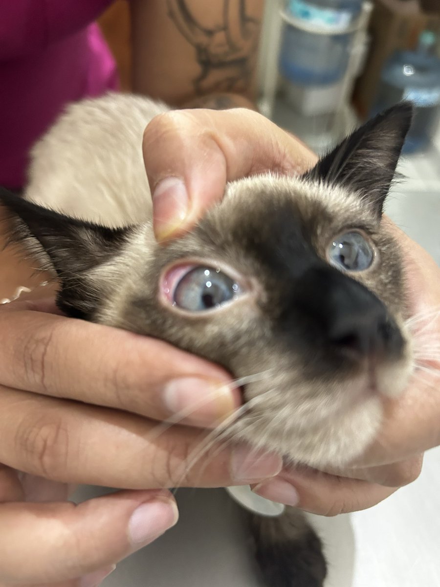 HerrerFx's tweet image. My sweet therapy cat Tostada was just diagnosed with leukemia &amp;amp; FIP 💔. Treatments are very expensive and we’ve been fighting every day. I’m offering art commissions or accepting donations to help him:
I need my tostada 💔

ko-fi.com/herrerfox