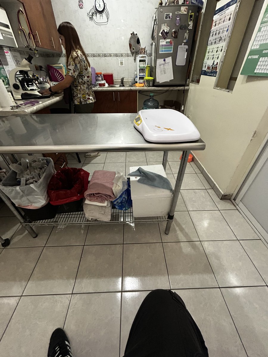 HerrerFx's tweet image. My sweet therapy cat Tostada was just diagnosed with leukemia &amp;amp; FIP 💔. Treatments are very expensive and we’ve been fighting every day. I’m offering art commissions or accepting donations to help him:
I need my tostada 💔

ko-fi.com/herrerfox