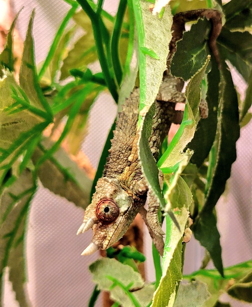 REPBUDDY@つるかわ tweet media