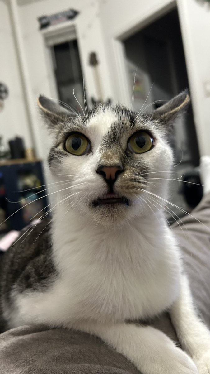 gizmo ( ˘ω˘ ) tweet media