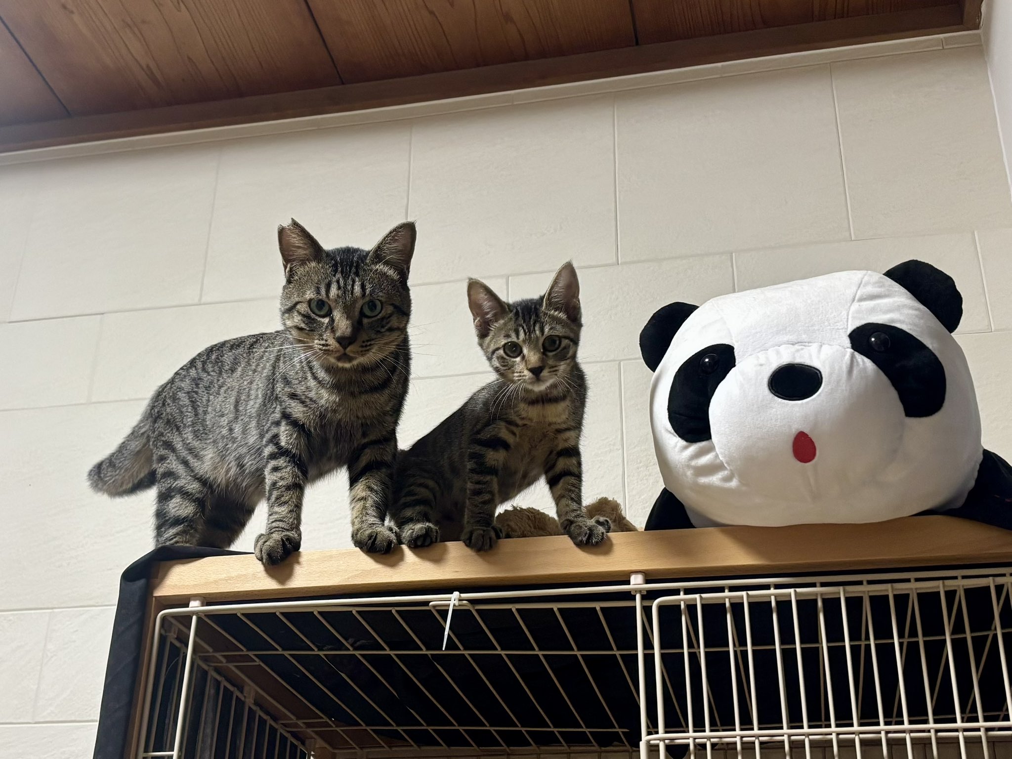 希少　守護霊は自分で探せ 銭天牛 希少 守護霊は自分で探せ 銭天牛 - メルカリ