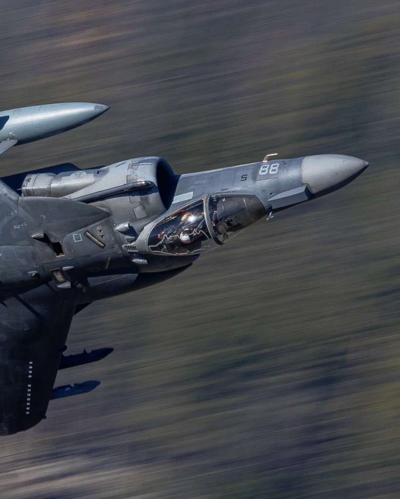 Sharing more of my Harrier shots all week 🤙