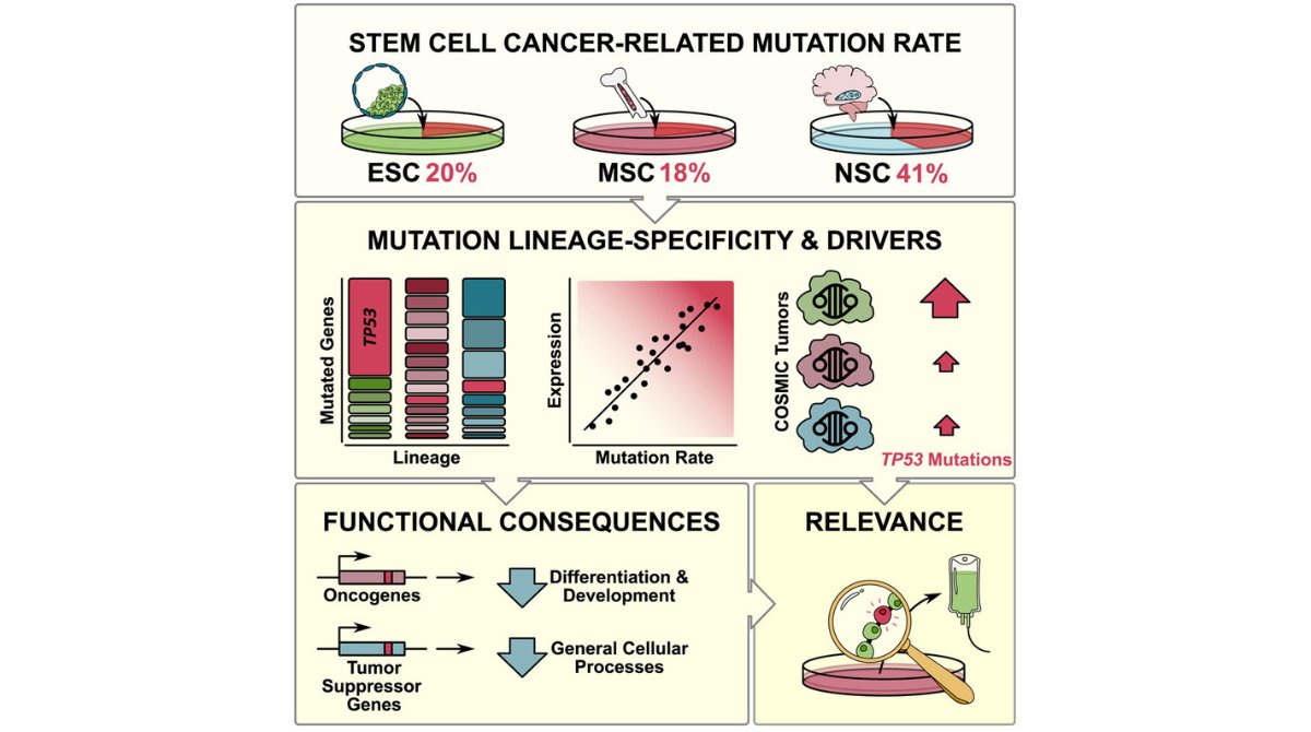 New research highlights need for genetic screening in PSCs &amp; adult stem cells. Cancer-related mutations found in mesenchymal (18%) and neural (41%) stem cells. #stemcells #pointmutations  ow.ly/QqCv50WZryY

<a href="/HebrewU/">Hebrew University</a> <a href="/ISSCR/">ISSCR</a> <a href="/CellPressNews/">Cell Press</a> <a href="/GairdnerAwards/">Gairdner Foundation</a> <a href="/SickKidsNews/">The Hospital for Sick Children (SickKids)</a>