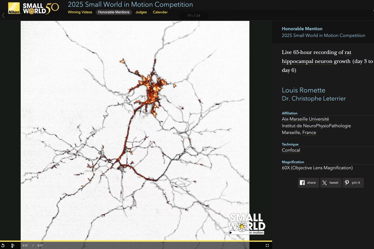 Congrats to our PhD student Louis Romette, among the winners in this year's <a href="/NikonSmallWorld/">Nikon Small World</a> competition! His hard work optimizing long-term live-cell imaging of developing neurons makes for mesmerizing movies (and lots of insights 🤩) nikonsmallworld.com/galleries/2025…