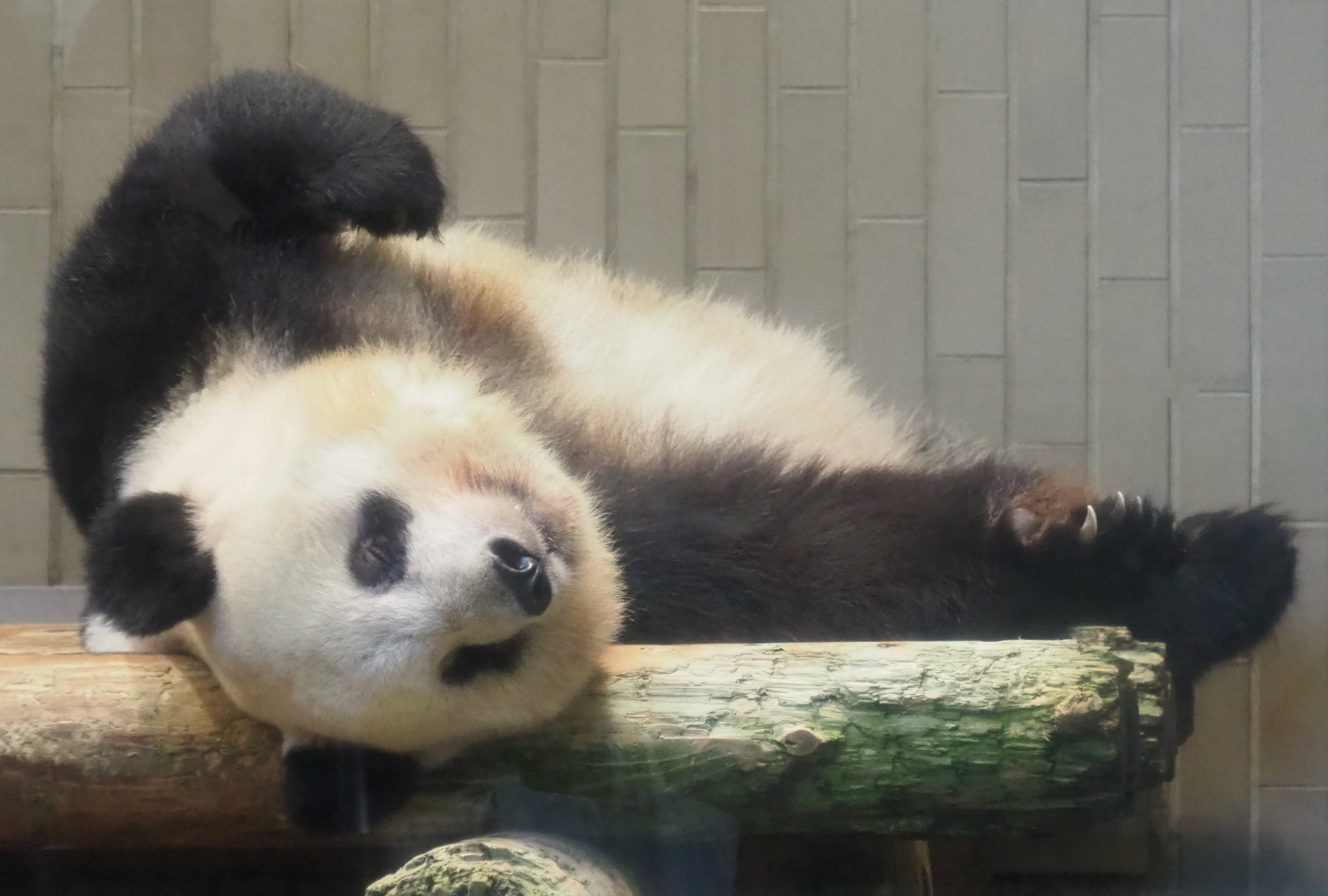 シャンシャン様♡のお家のにさいシャンちゃん♡抱っこシャン♡るあなシャン♡のご注文 上野動物園［公式］ on X: 