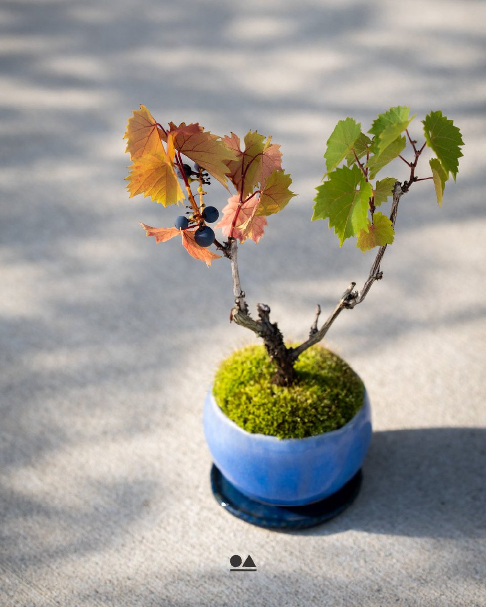 手作り木製花器　山葡萄 楽天市場】六角花 山葡萄籠 手作り ペンダント チャ—ム