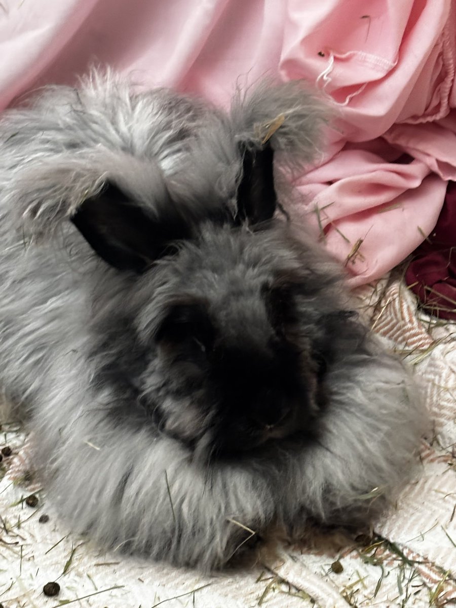 Large charities have huge budgets to advertise with, and when you have a million people sending £1 a month then the rest is easy. Unfortunately many of these charities pay their ceo and staff huge sums. 

We don’t have that kind of budget. 
What we do have is pretty bunnies, a