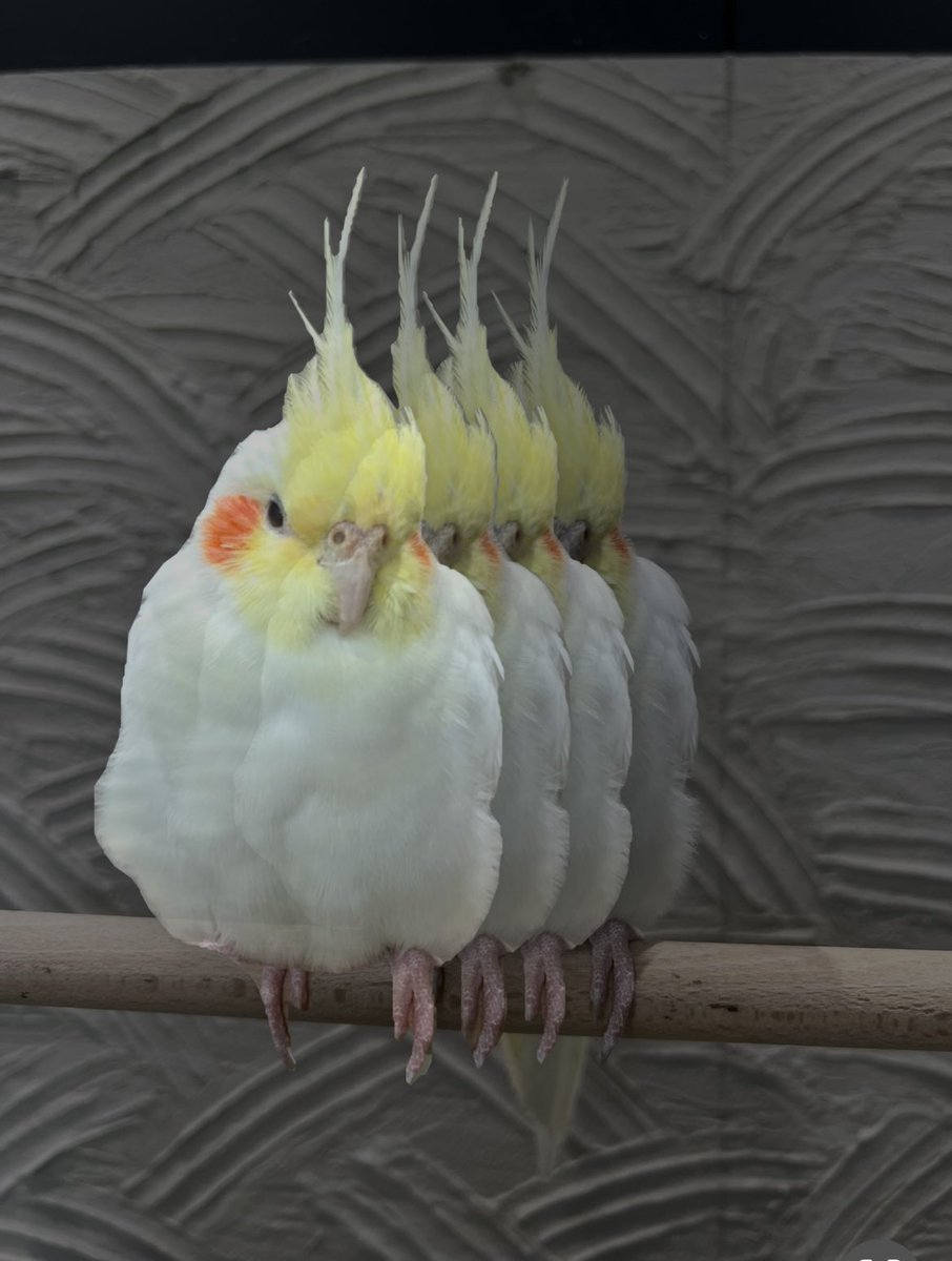 この前どうぶつカフェ行ったらこれだった 