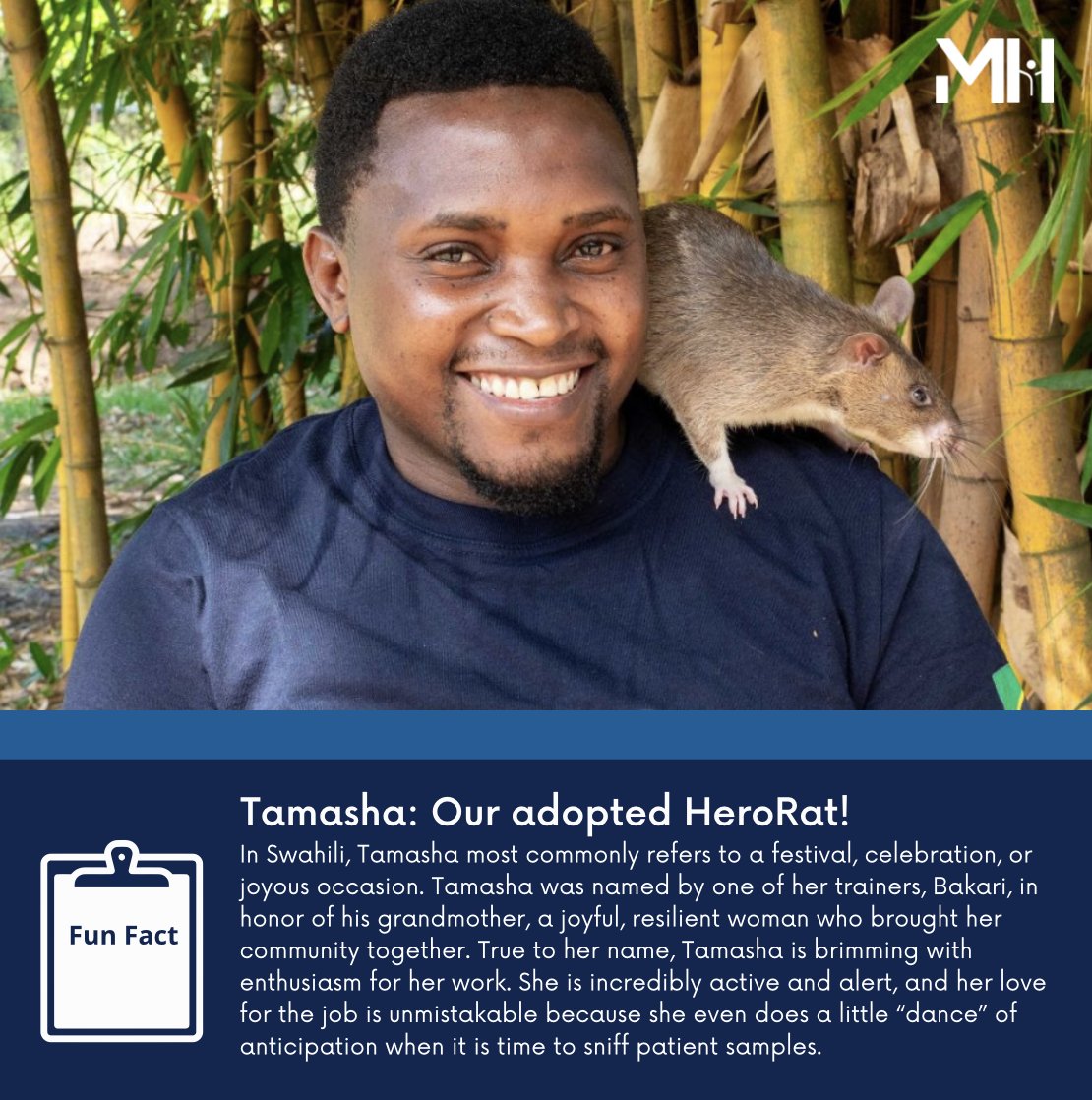 MuellerHealth's tweet photo. Here is another Fun Fact about our #HeroRat Tamasha and her friends!
PC: Apopo HeroRats
#StopTB #EndTB #InvestToEndTB #rat #rats #diagnosis #publichealth #globalhealth #Apopo #infectiousdiseases #newapproach #awareness #research #funfact #update https://t.co/zj5KcTXWZI