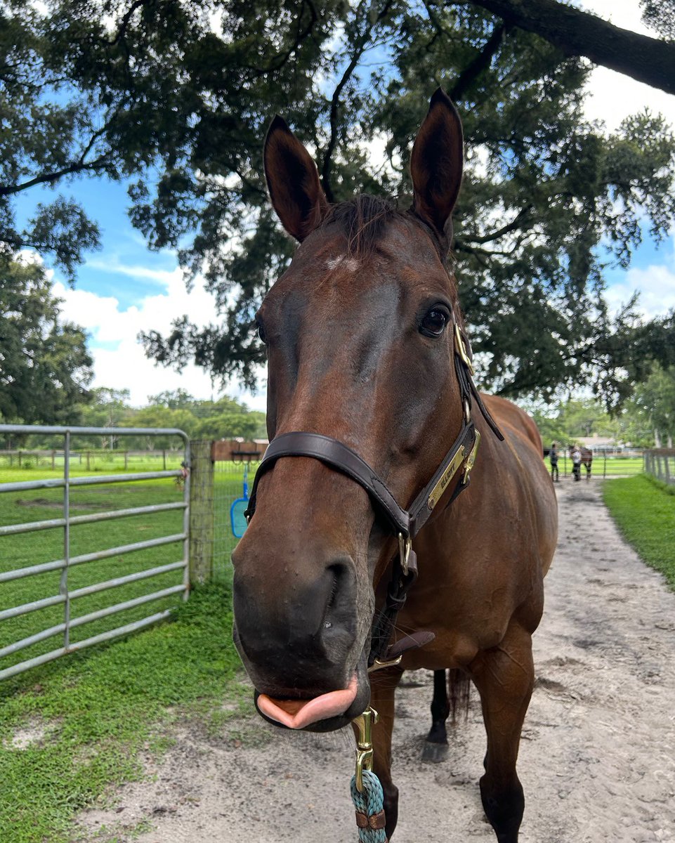 Freedom Ride tweet media