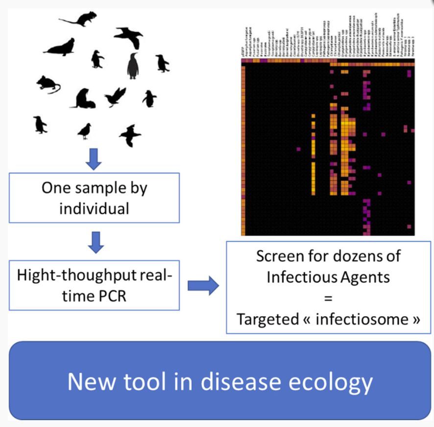 🔬 🚨 New Research Highlight - Targeted ‘infectiosome’ for disease ecology: A new tool to answer old questions ➡️ buff.ly/5F2i8We