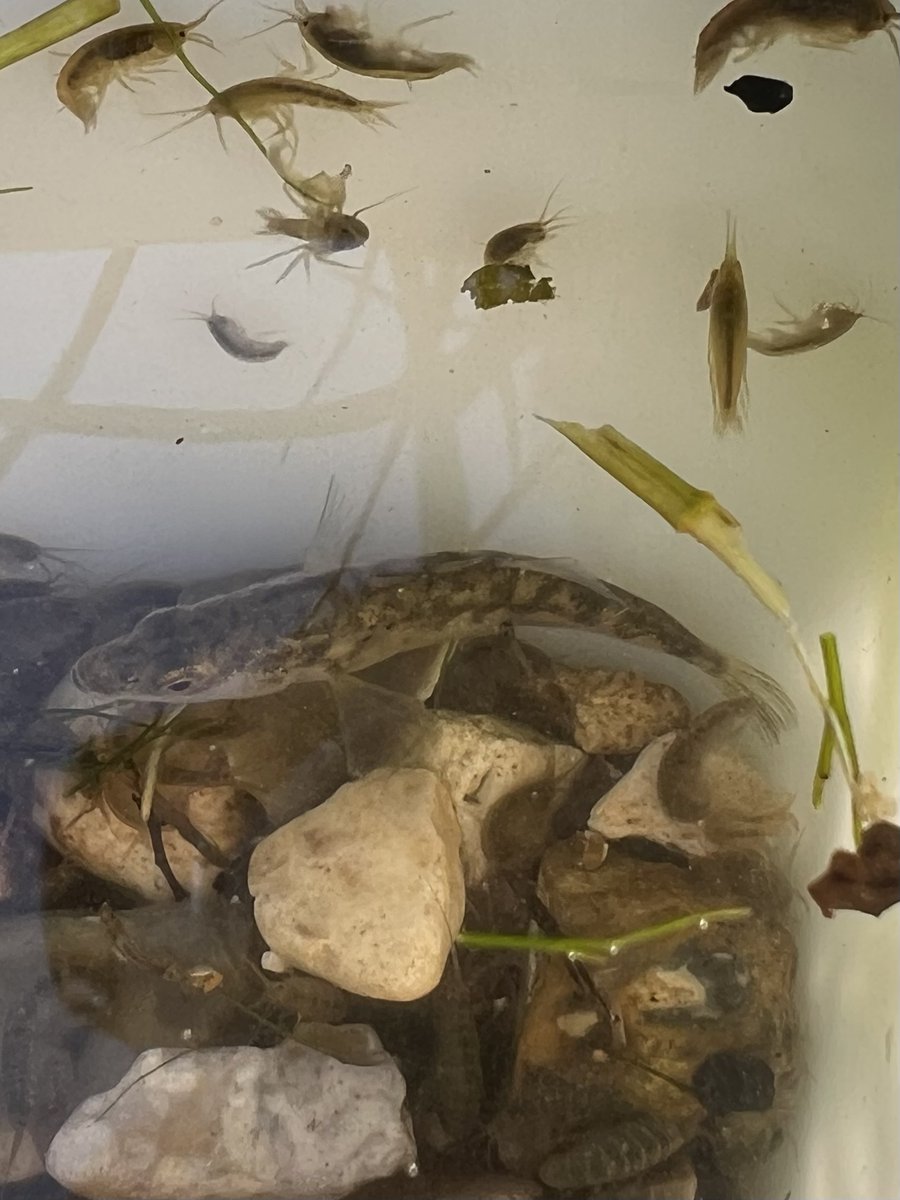 Englefield Estate tweet media