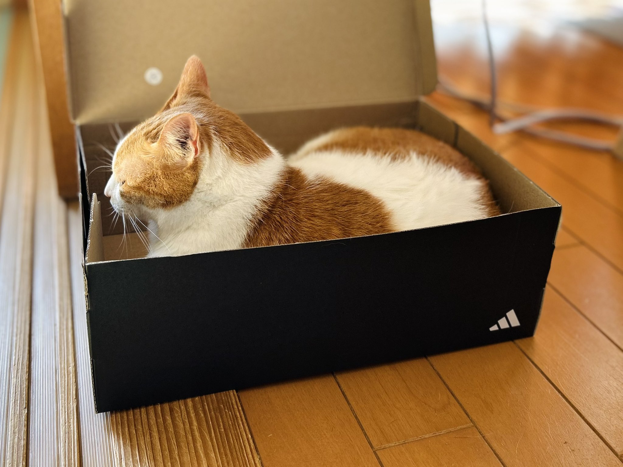 猫愛好家出品 其のまま地口・猫飼好五十三疋(BMS-090) Marcaオリジナル 小判