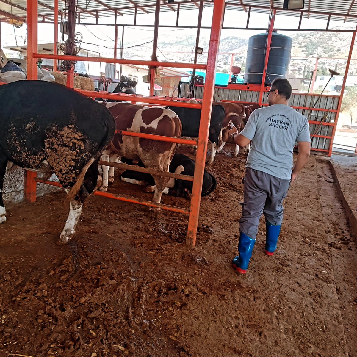 🐄💉 5996 sayılı kanun kapsamında ilçemizdeki büyükbaş hayvanların şap ve brucella aşılaması titizlikle yapılıyor.
👩‍⚕️👨‍⚕️ Veteriner hekimlerimiz çalışmalarını sürdürüyor.
🌿🐾 Sağlıklı hayvanlar, güvenli gıda, huzurlu toplum!
<a href="/TCTarim/">T.C. Tarım ve Orman Bakanlığı</a>
<a href="/izmirtarim/">İzmir Tarım ve Orman İl Müdürlüğü</a>
<a href="/MstafaSahin44/">Mustafa ŞAHİN</a>
<a href="/ErdogrulCem/">Cem Erdoğrul</a>