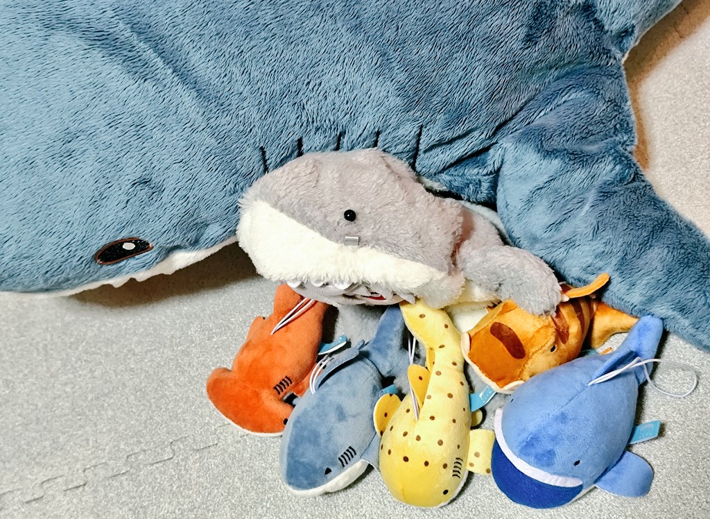 レモンザメ🍋 tweet media