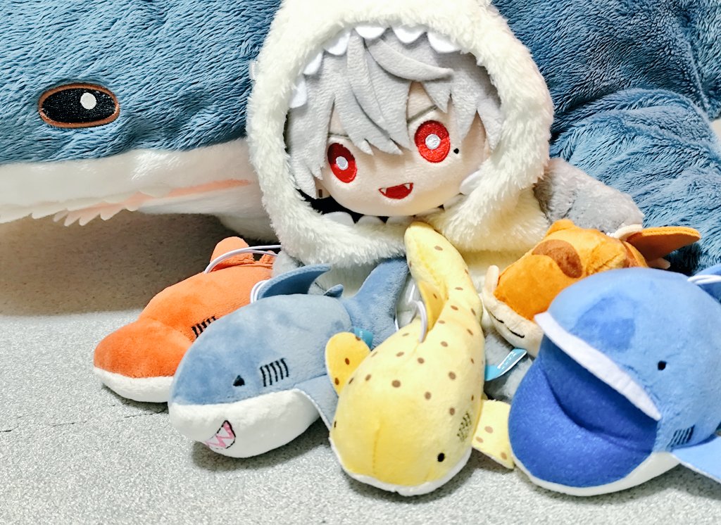 レモンザメ🍋 tweet media