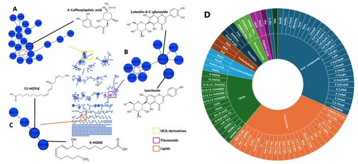 PlantCellRep's tweet image. NEW ONLINE: AI-integrated metabolomics maps functional divergence of microbial consortia in field-grown maize link.springer.com/article/10.100…