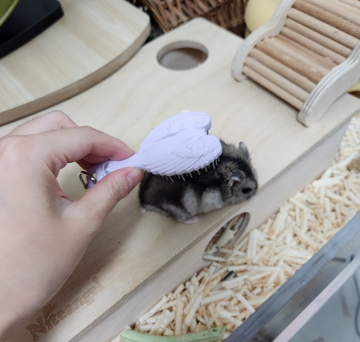 귤밭주인의 청귤농사 tweet media