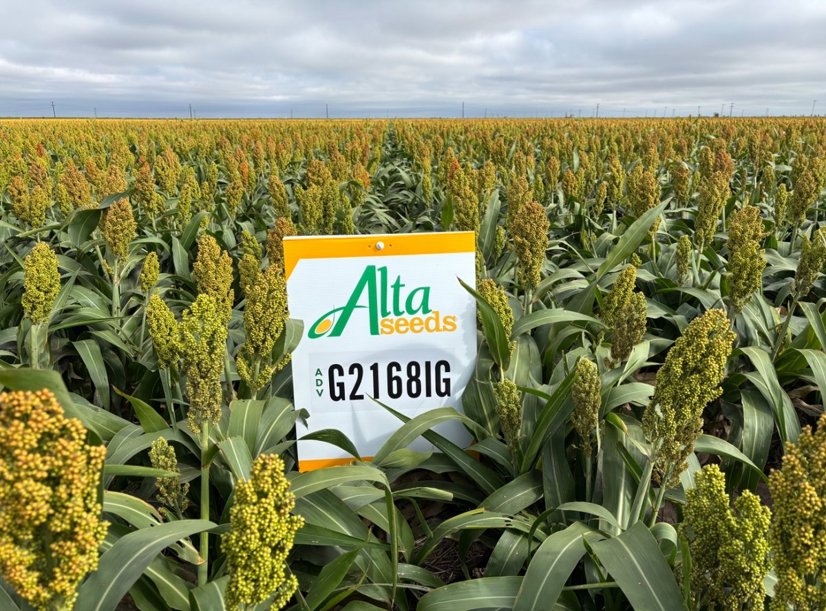 From early to late planting, ADV G2168IG + igrowth® = clean rows in Carson County, TX.
Consistent performance across fields. 🌾

Reach out to our Texas Panhandle rep Dusty Parker to see this hybrid in person