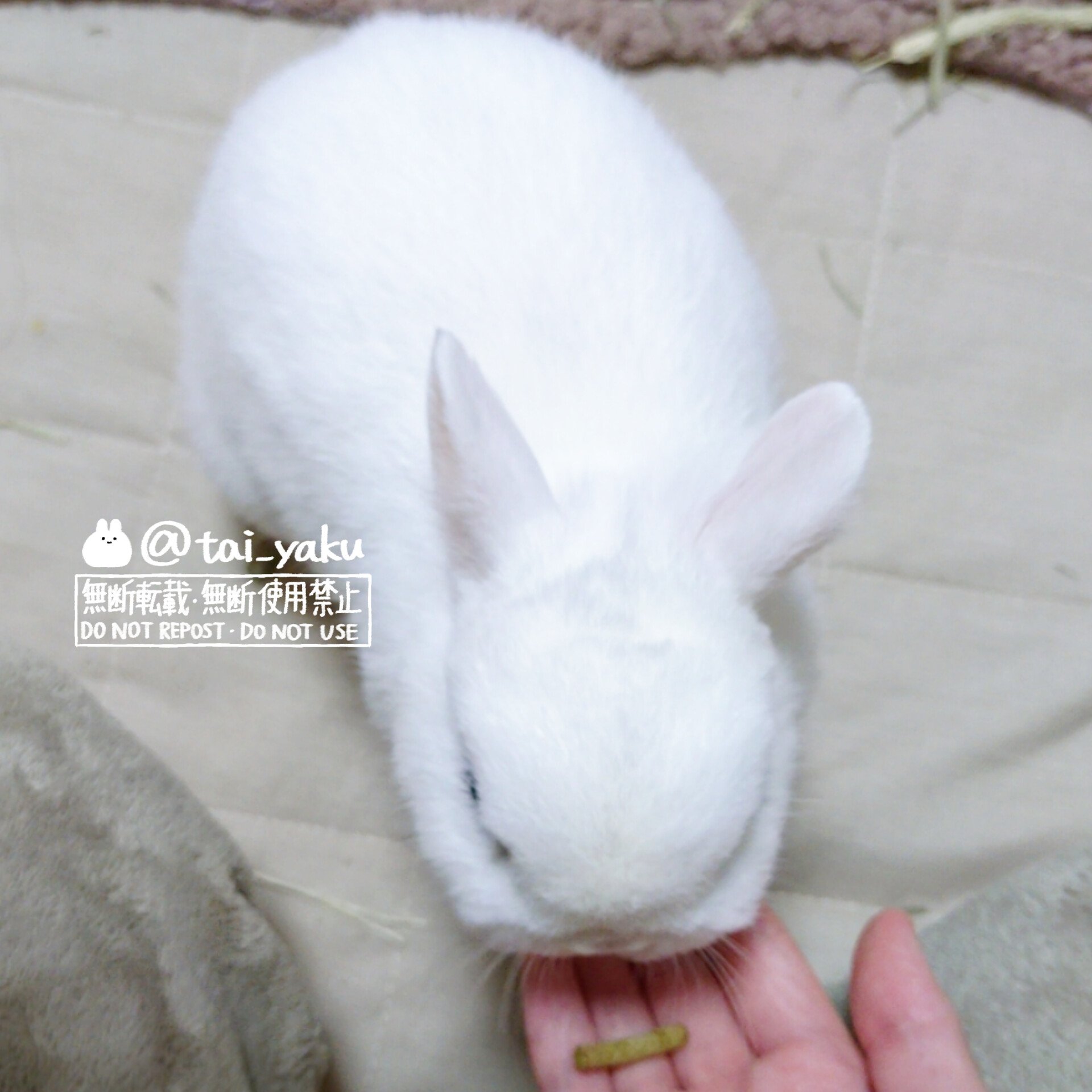 お毛玉様🐇 (@tai_yaku) / X