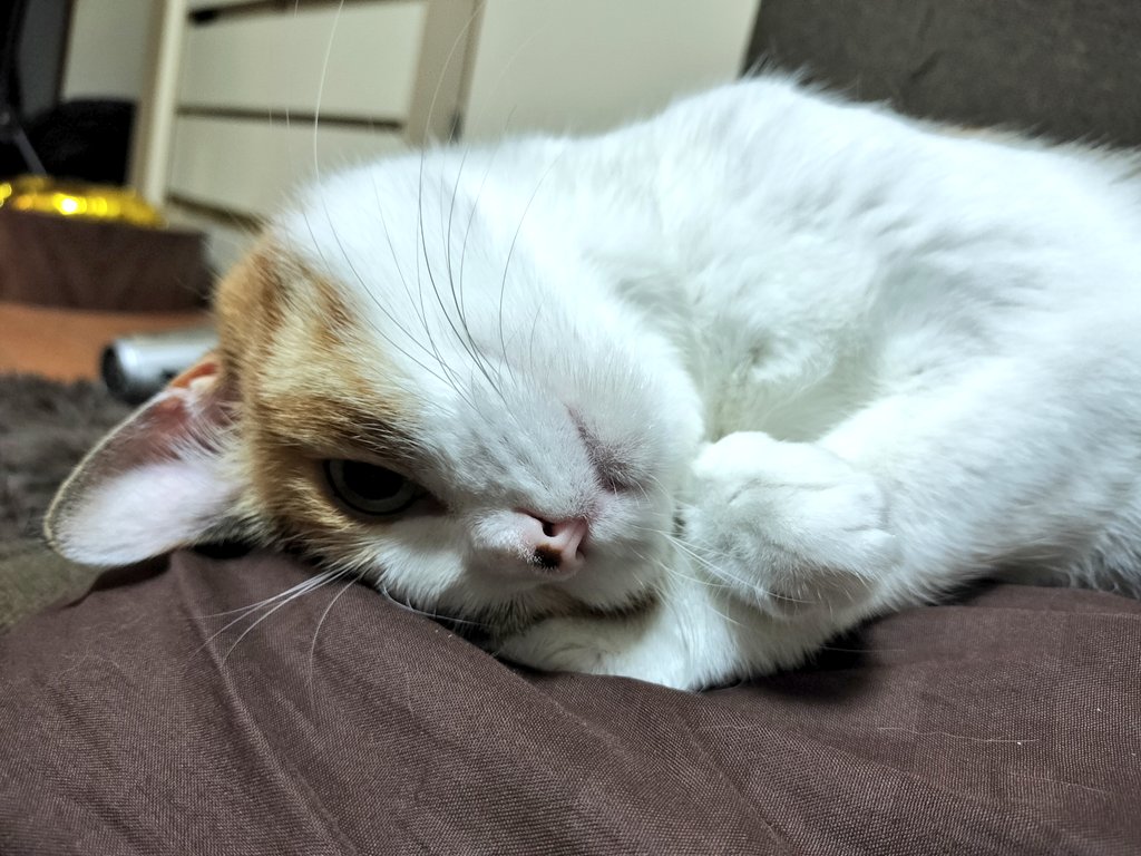 ヒコ(ΦωΦ)猫様との暮らし on X: 