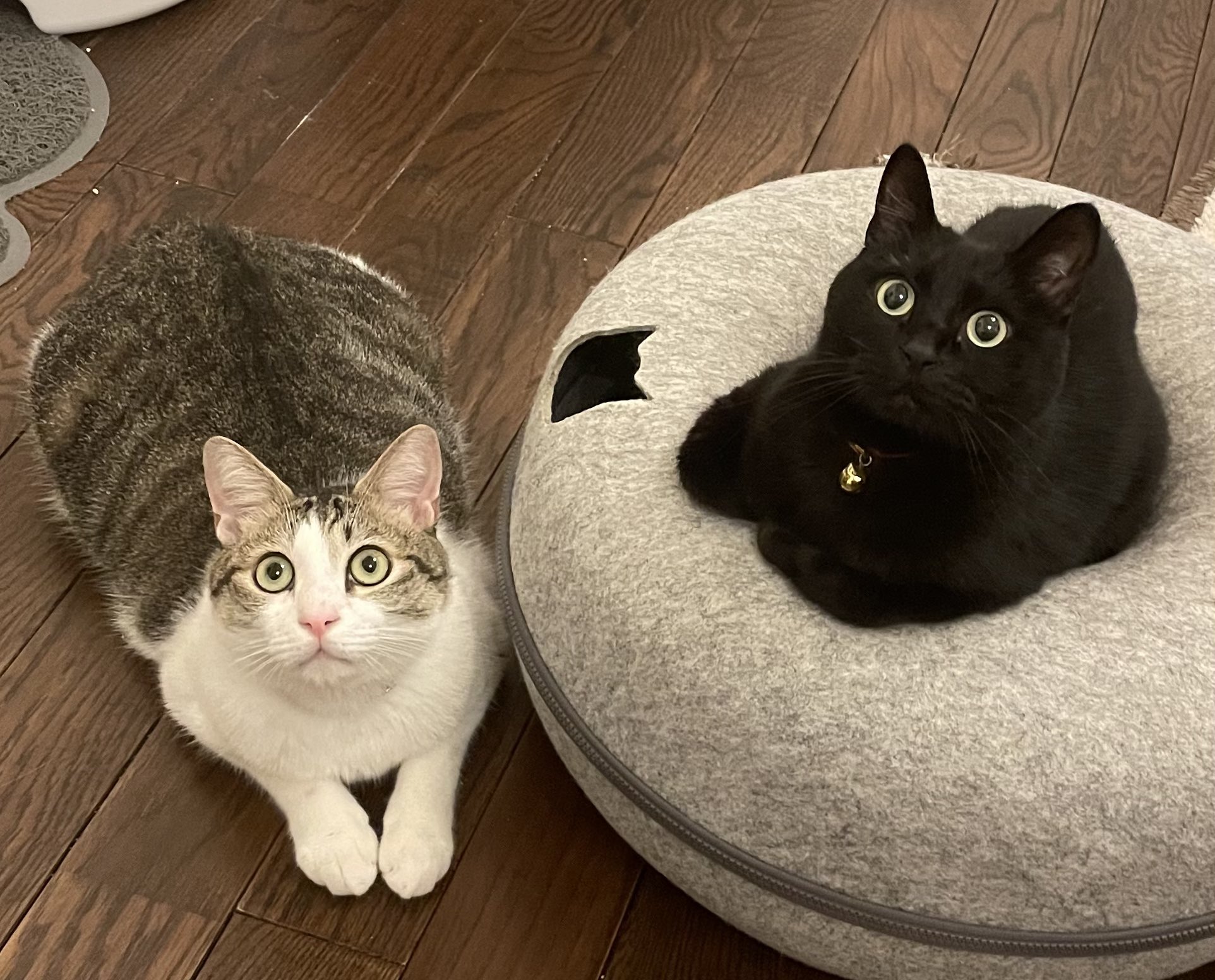Haulsヤニ吉　ノベルティ 6点セット　はうき　猫猫猫はう　ZOCX Haulsヤニ吉 ノベルティ 6点セット はうき 猫猫猫はう ZOCX The