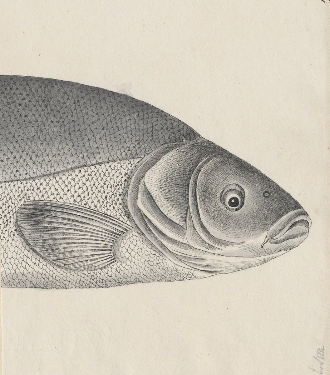 #anatomiusal, #estudiamedicina, #Enarm, #Mir26
El hocico de tenca alude a la zona intravaginal del #útero, (#portio, #cervix) parte más baja y cónica que se introduce en la #vagina, se puede ver y palpar en el examen ginecológico.