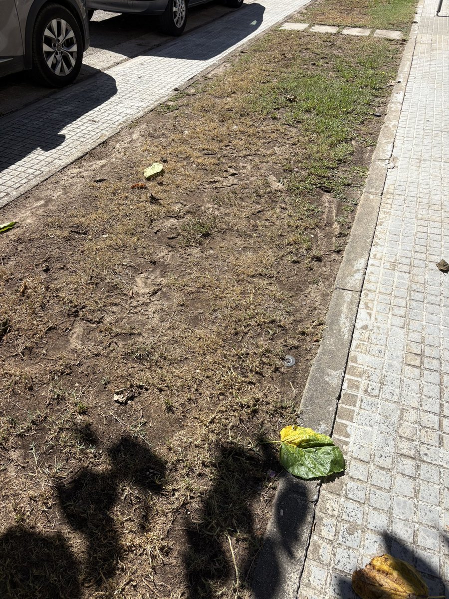 LidiaFortuny's tweet photo. @santperederibes La gespa del tram final del carrer Salvador Dalí (entre Dr. Marañón i Joan Maragall) fa anys que està en molt mal estat. Seria possible renovar-la? És una llàstima tenir-la així https://t.co/beJsumOM6e