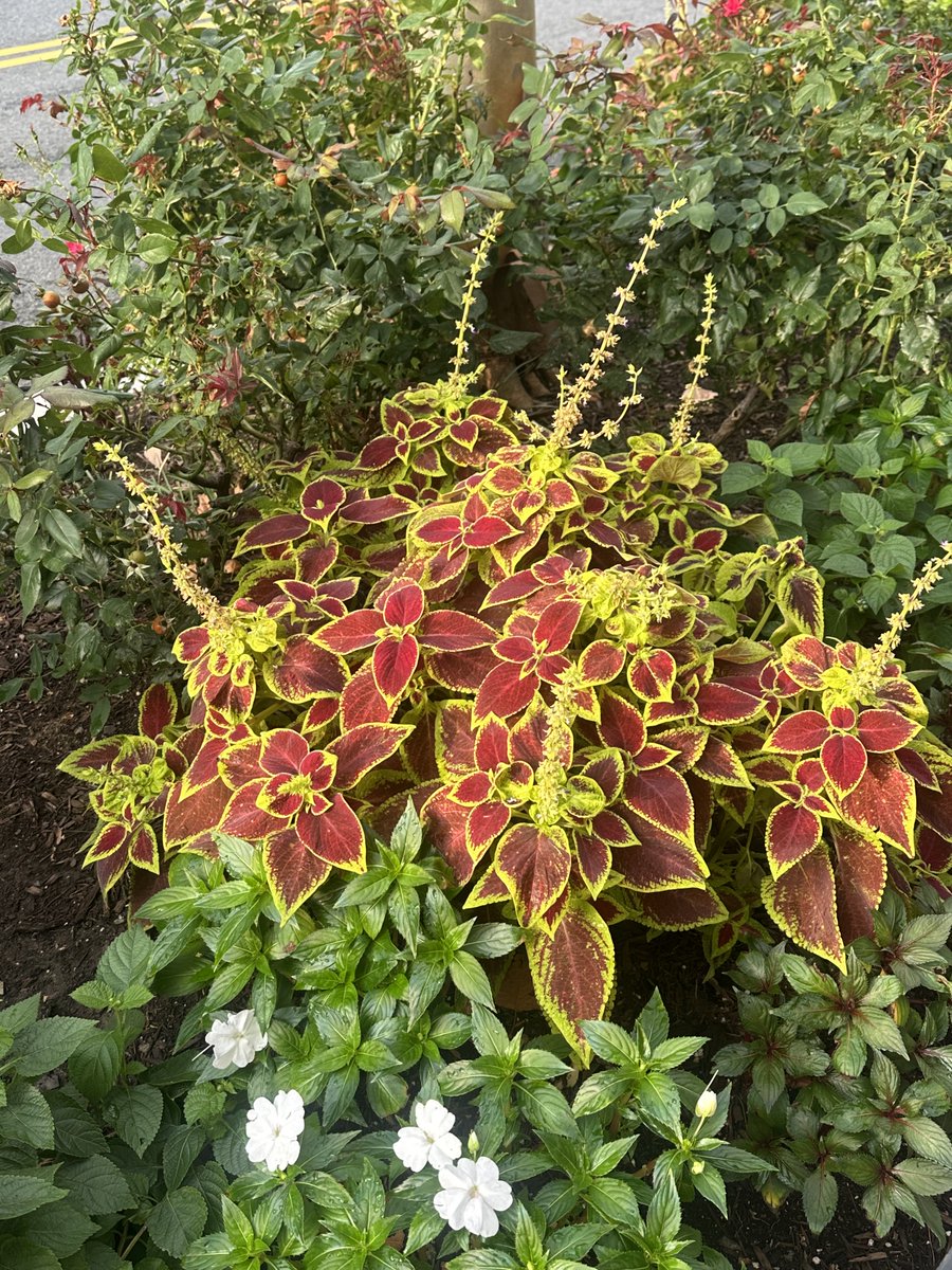 Whatever type of plant this is I want it outside of my house