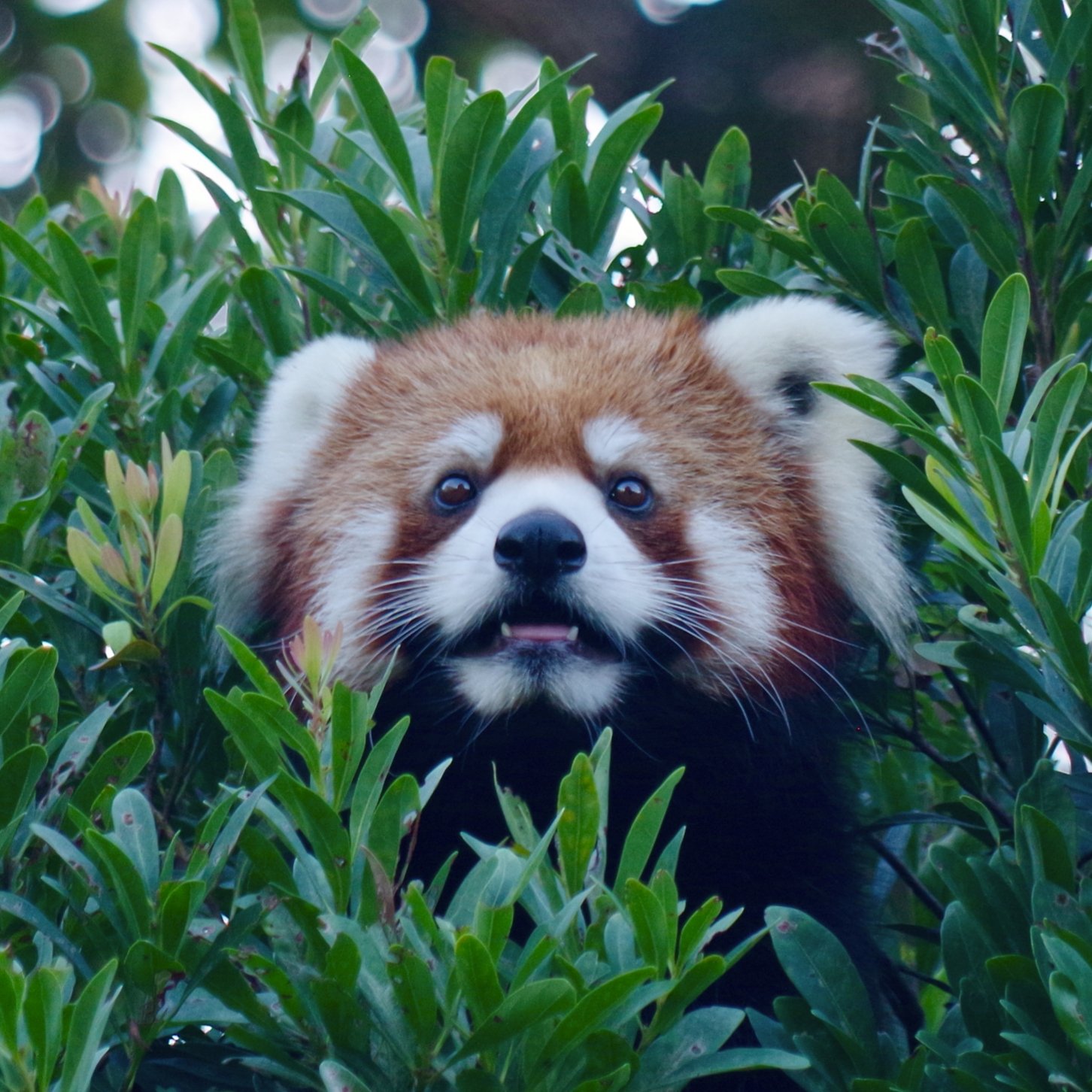 レッサーパンダ 千葉市動物公園】レストラン＆オフィシャルショップ | 風太