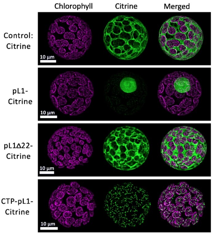 PlantCellRep's tweet image. NEW ONLINE: Production of human papillomavirus type 16 virus-like particles in Physcomitrella photobioreactors link.springer.com/article/10.100…