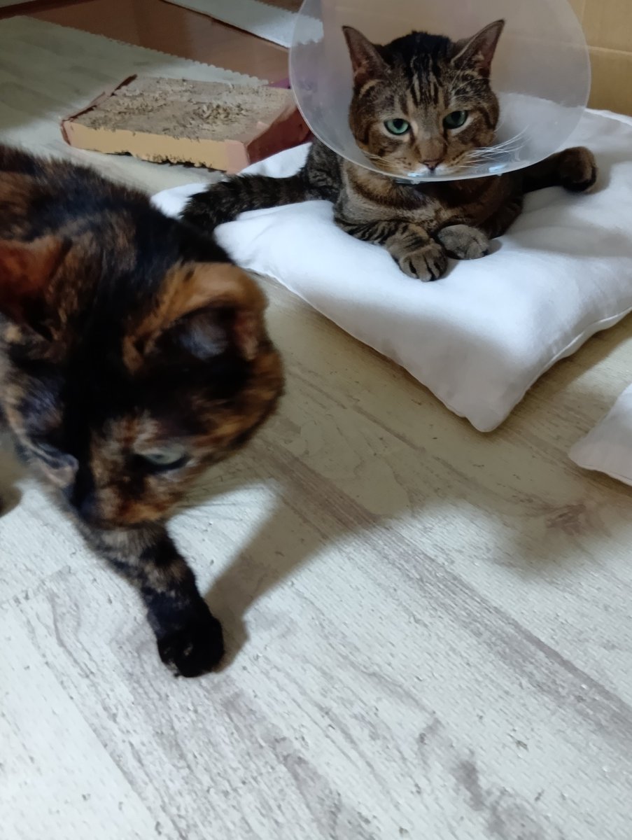 毎回恒例　耕助を撮ると杏がくるシステム

#サビ猫　#きじとら　#猫のいる生活